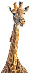 bec-steuerungsbau-giraffe